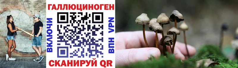 Купить  Завитинск  Галлюциногенные грибы Psilocybe 